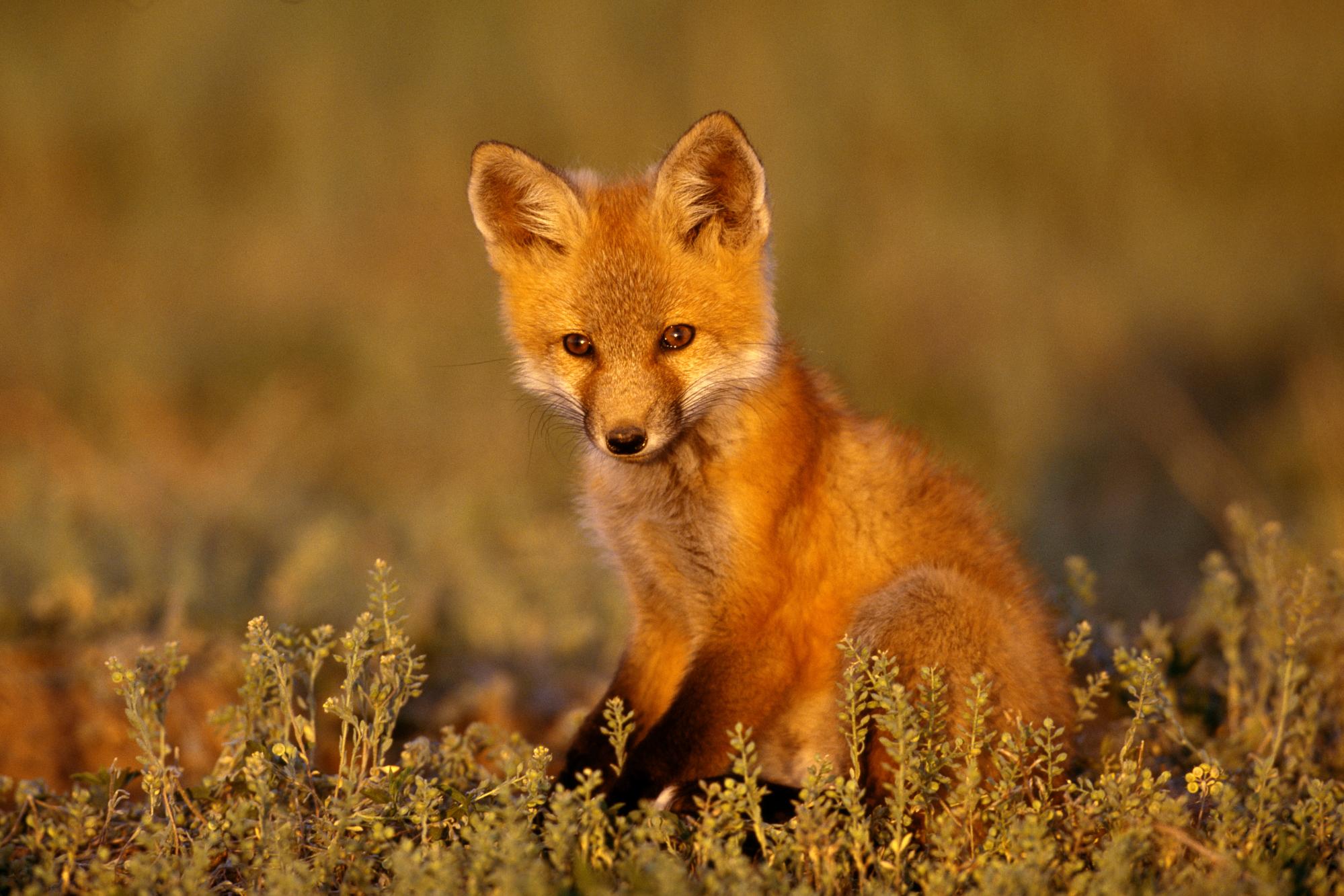 roka_fox13.jpg