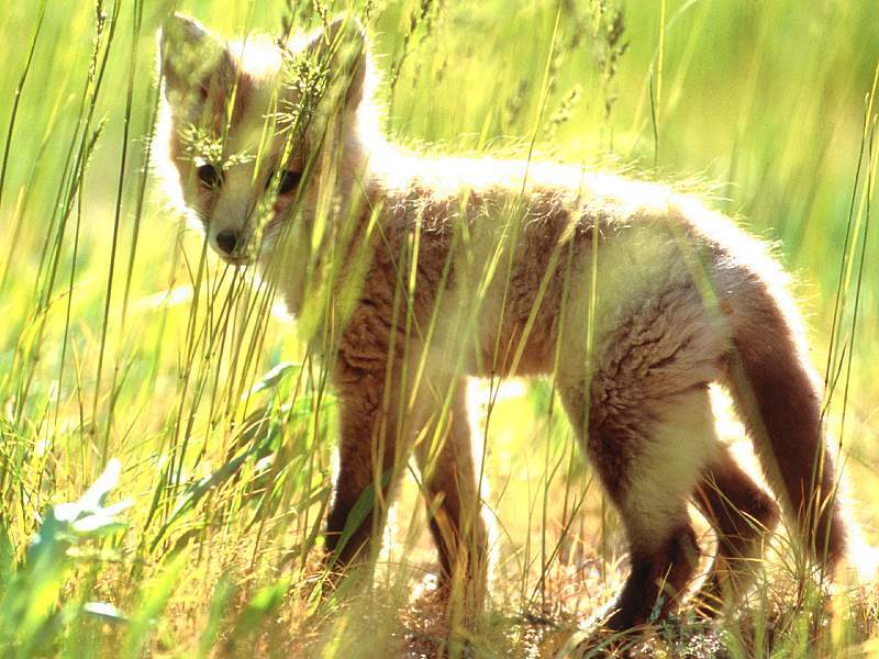 roka_fox28.jpg
