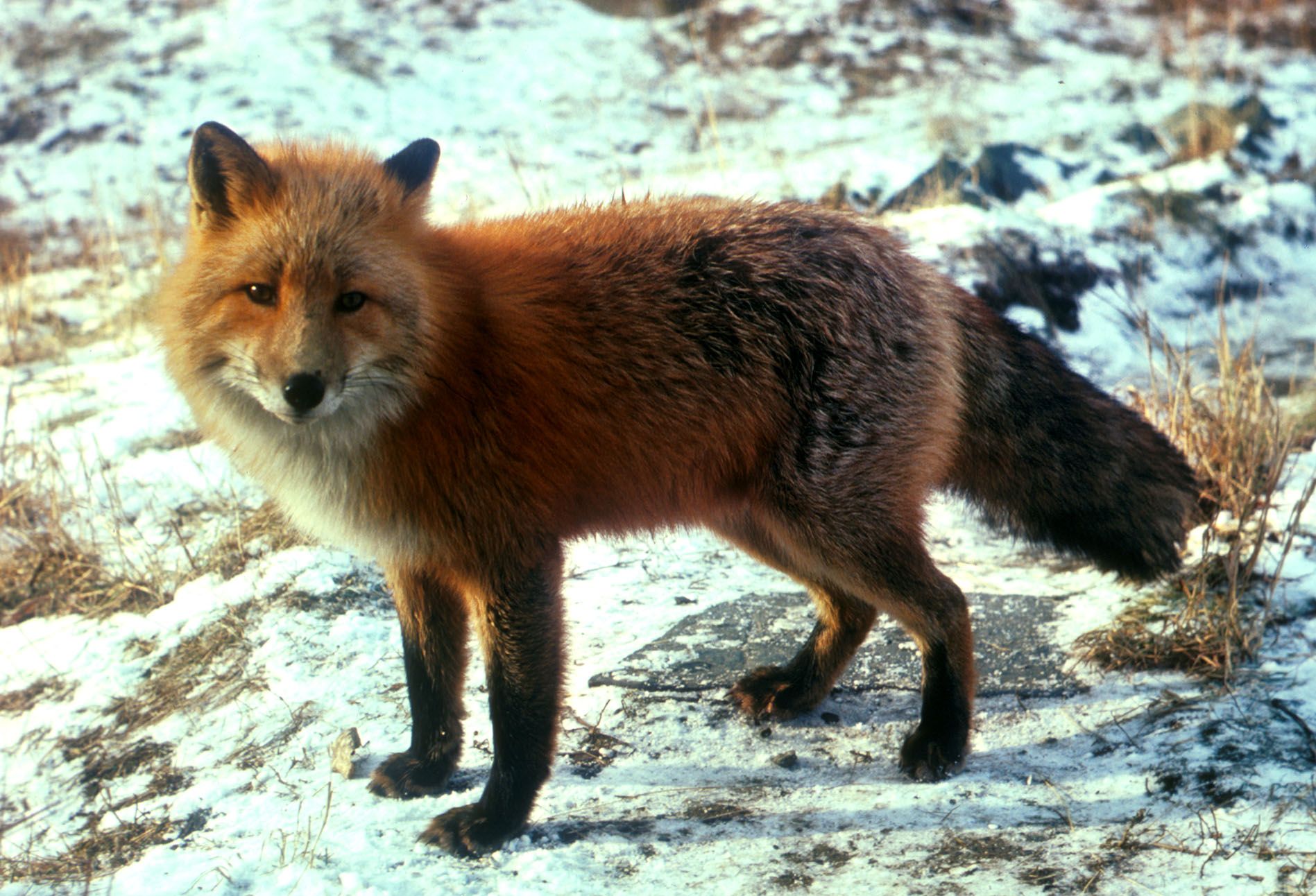 vulpes_vulpes_standing_in_snow.jpg